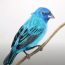 How to Draw an Indigo Bunting step by step