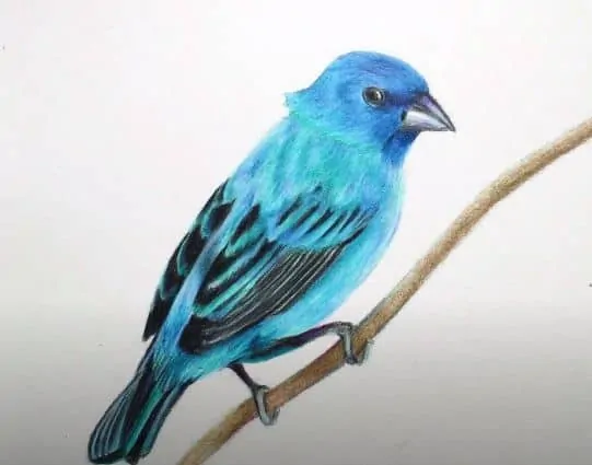 How to Draw an Indigo Bunting step by step