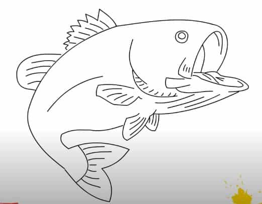 How To Draw A Bass Fish Step By Step