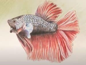 How to draw a betta fish