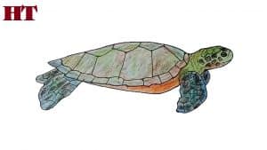 How to draw a green sea turtle