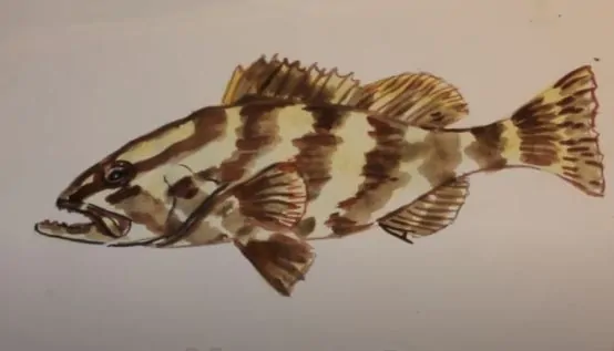 How to draw a grouper fish step by step