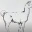 How to draw a llama step by step