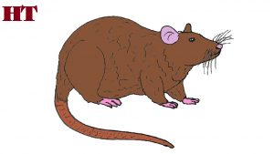How to draw a rat