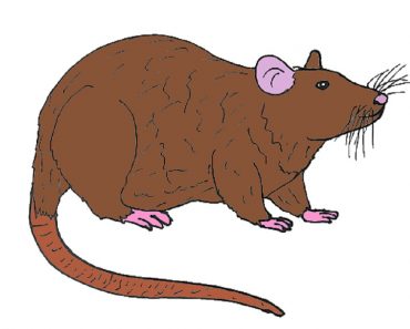 How to draw a rat step by step