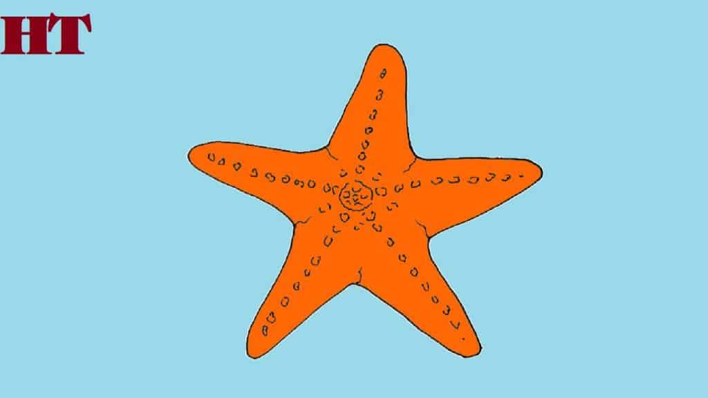 How to draw a starfish