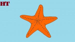 How to draw a starfish