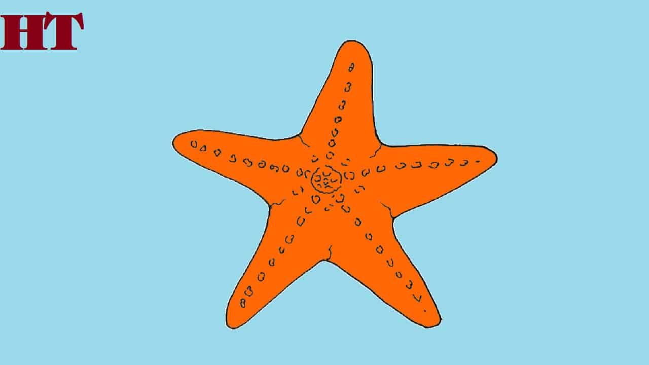 Step-by-step starfish drawing