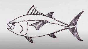How to draw a tuna fish