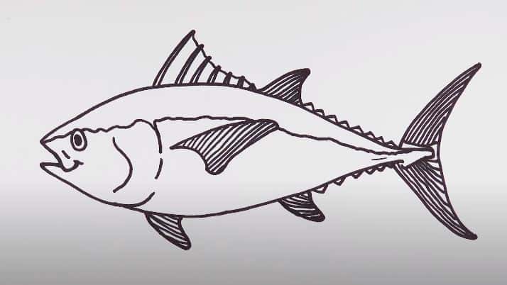 How to draw a tuna fish step by step