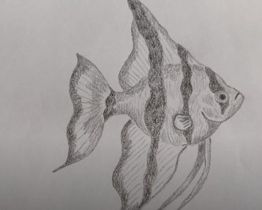 How to draw an Angelfish step by step