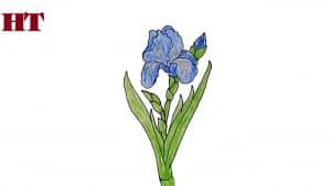 How to draw an iris flower