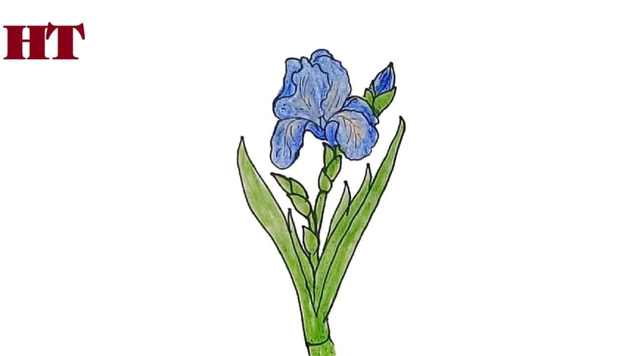 How to Draw an Iris Flower step by step