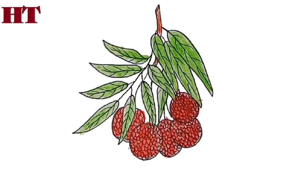 How to draw litchi