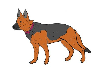 How to draw a german shepherd step by step