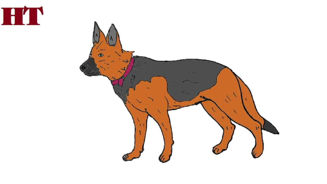 how to draw a german shepherd
