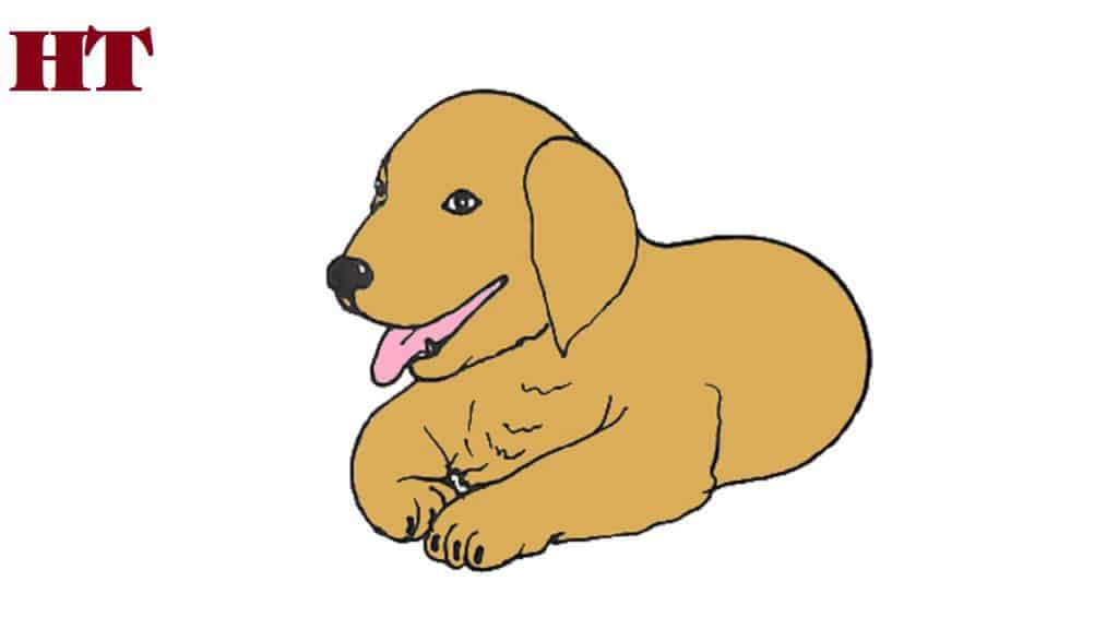 How to draw a golden retriever puppy step by step