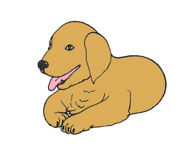 How to draw a golden retriever puppy step by step