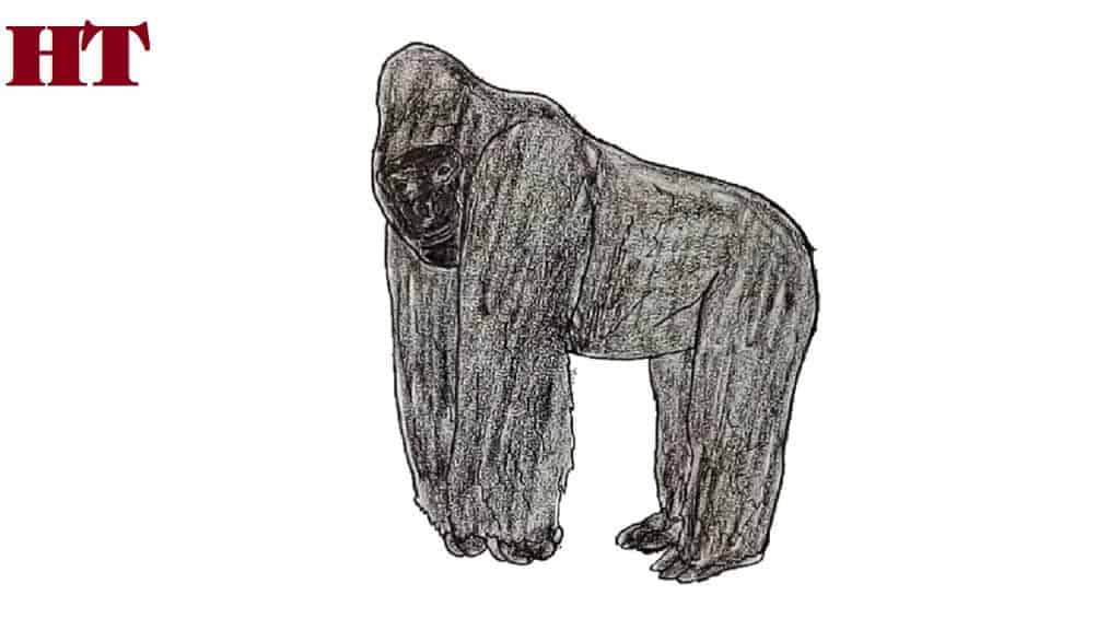funny gorilla drawing