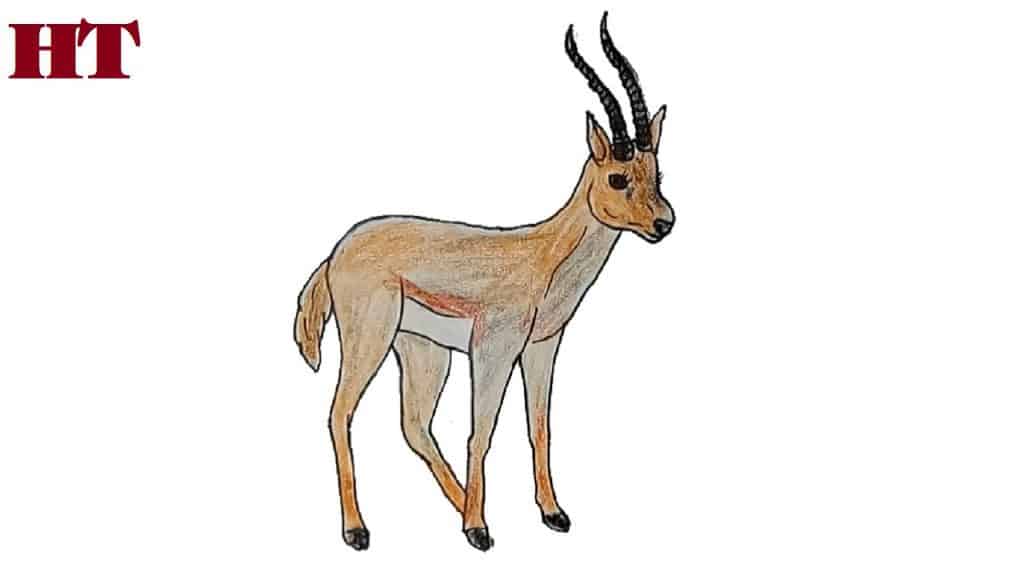 How to draw a gazelle step by step