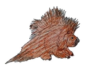 How to Draw a Porcupine step by step