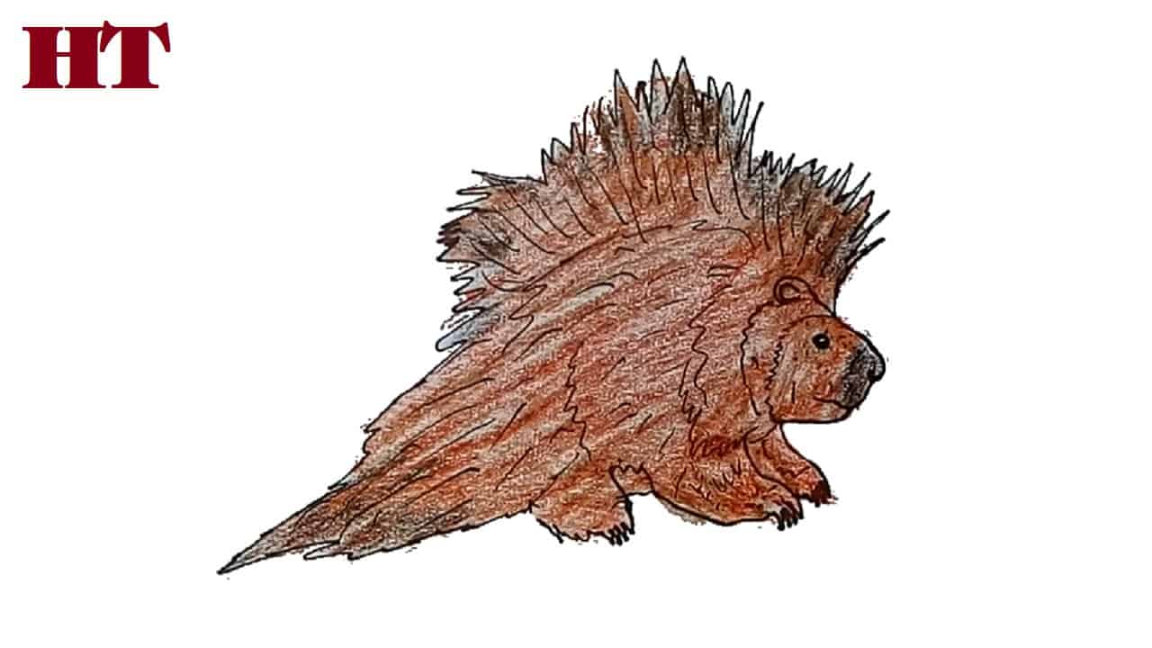 How to Draw a Porcupine step by step