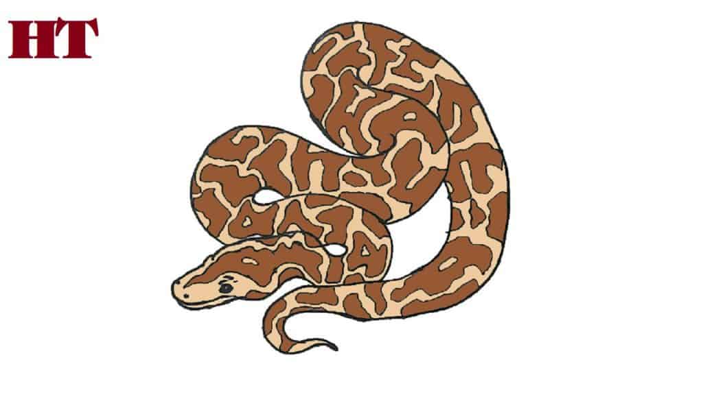 How to Draw a Python