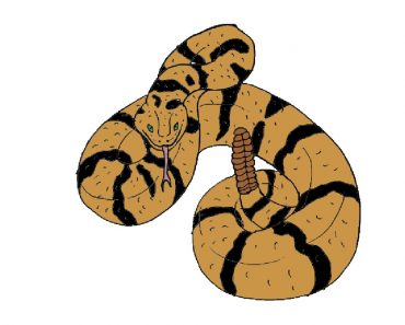 How to Draw a Rattlesnake step by step