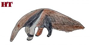 How to Draw an Anteater