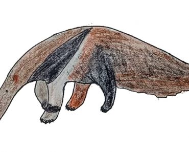 How to Draw a Anteater step by step