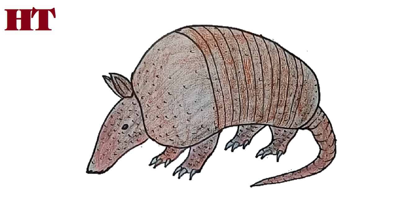 How to Draw an Armadillo step by step