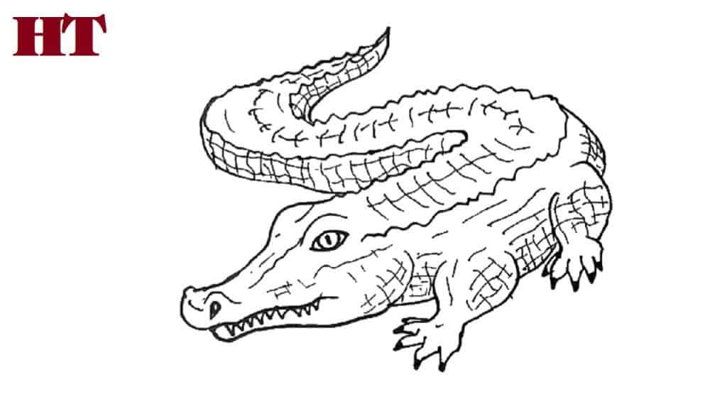 How to draw a alligator