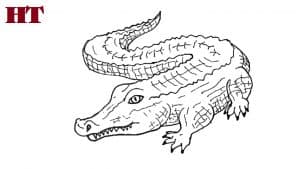 How to draw a alligator