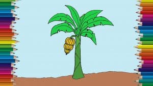 How to draw a banana tree