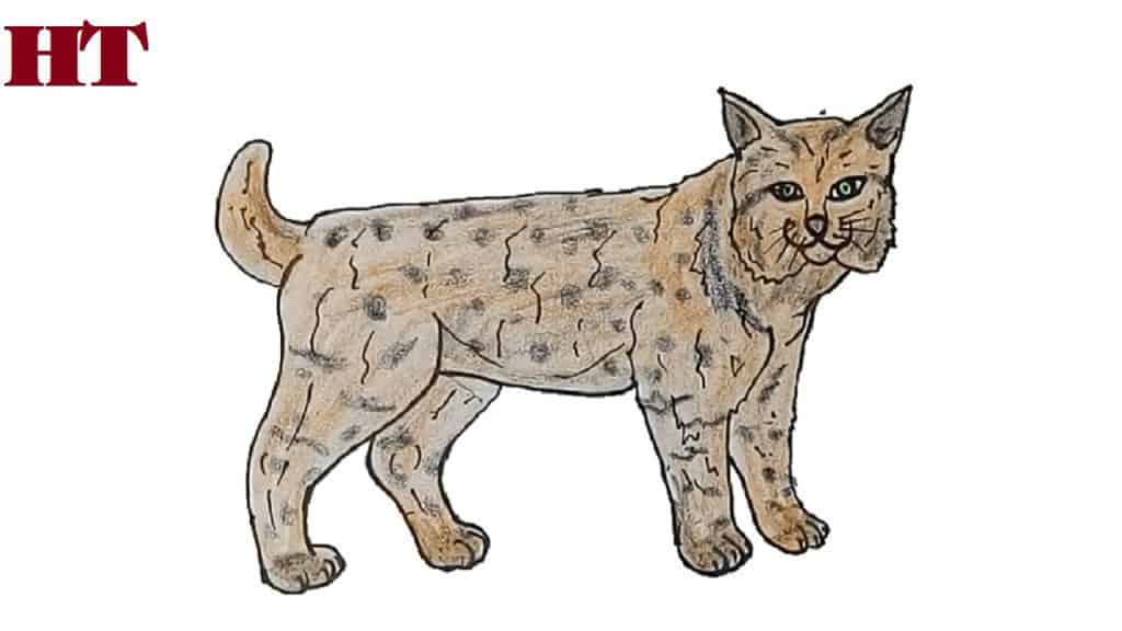 How-to-draw-a-bobcat-easy-step-by-step