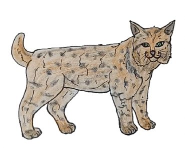 How to draw a bobcat step by step