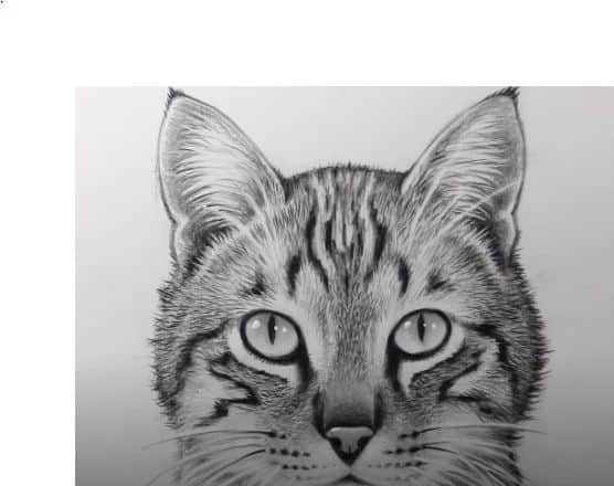 Featured image of post How To Draw A Cat Face / Then draw the eyes and the eye brows, then draw the nose and the mouth by drawing couple of curves and then finally erasing the cross on the cats face.