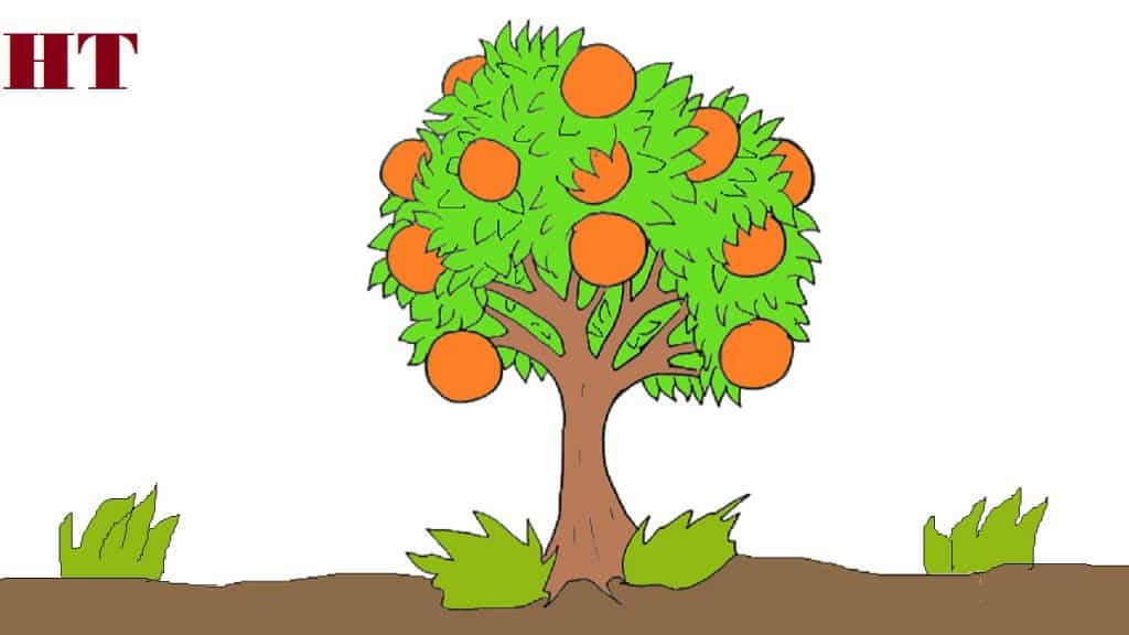 How to draw a orange tree