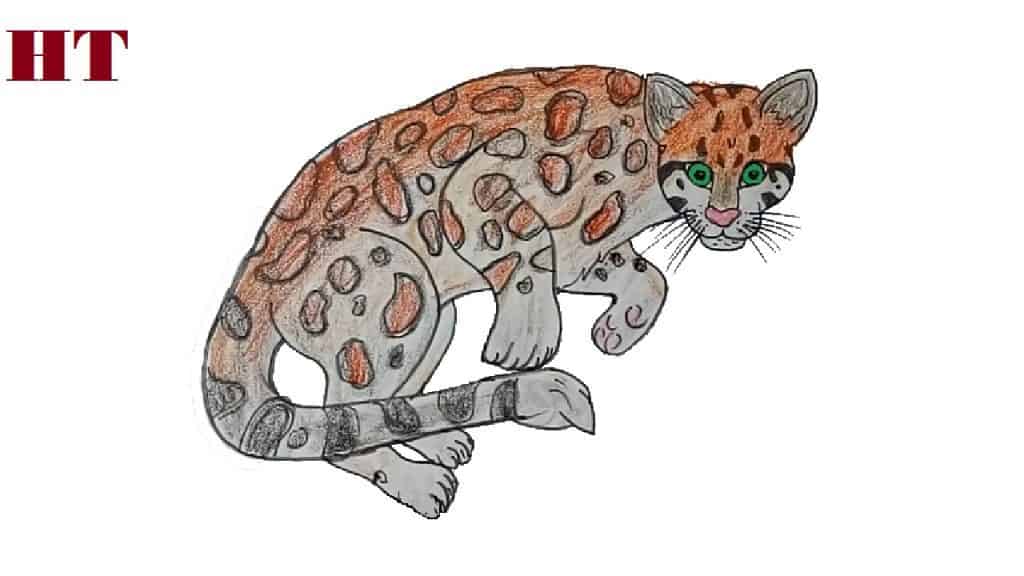 How to draw a ocelot step by step | Wild cat drawing easy