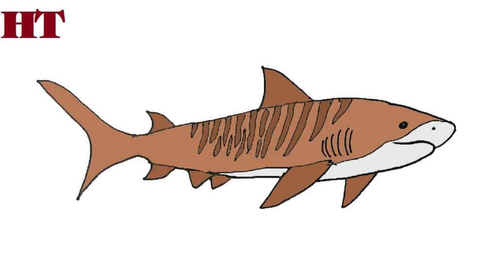 How-to-draw-tiger-shark
