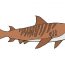 How to draw a tiger shark step by step