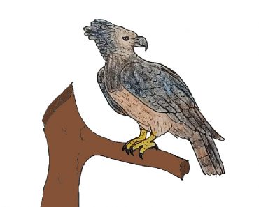 How to draw a harpy eagle step by step