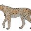 How to draw a cheetah step by step