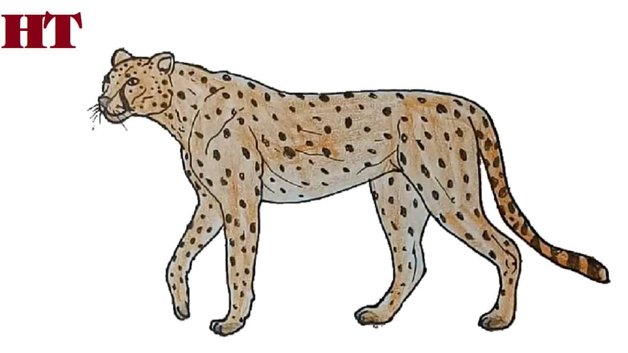 Cheetah Drawing Easy / Baby Cheetah Drawing Easy