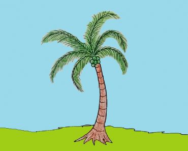 How to draw a coconut tree step by step