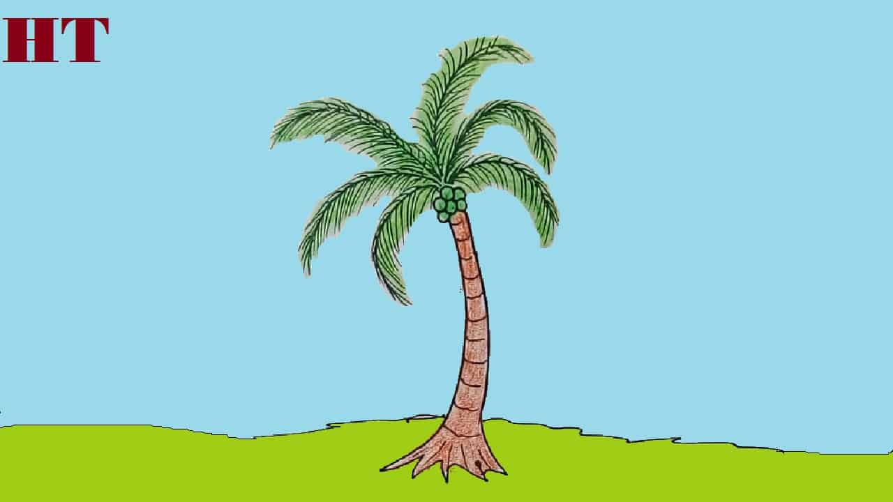 How to draw a coconut tree , color pencil shading, for beginners,@howtodrawstepbystep  - YouTube