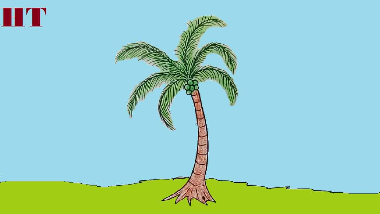 How to draw a coconut tree step by step