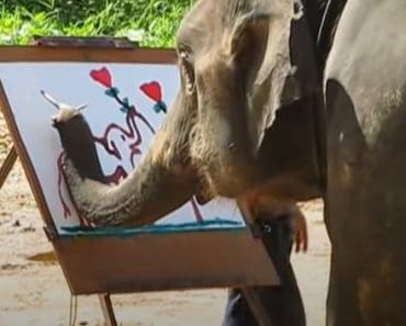 Amazing The Painting Elephant – Painting by animals