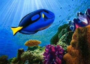 Dory fish drawing in Real Life