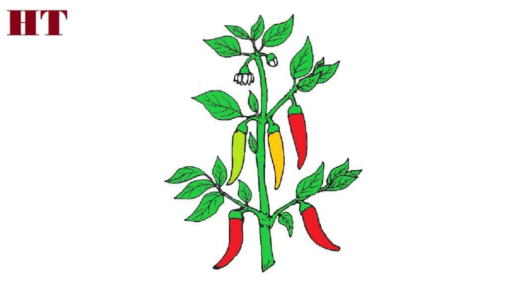 How to draw a capsicum